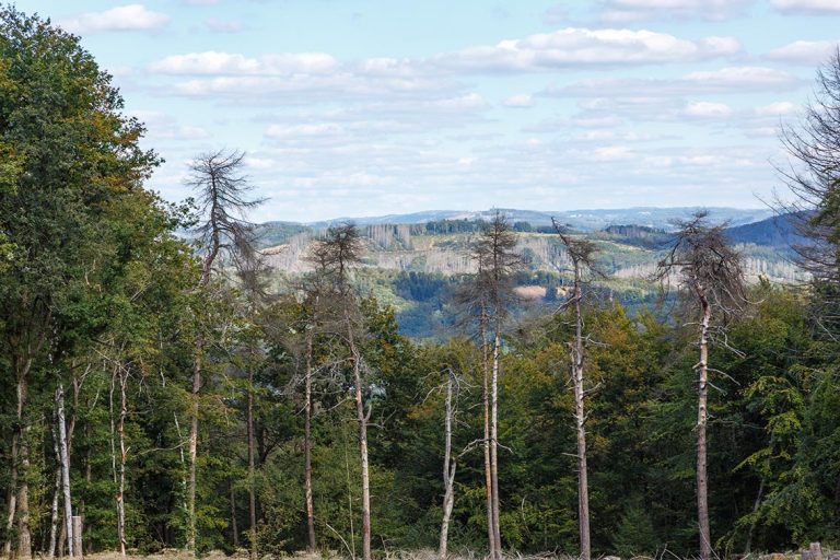 Ulla Anne Giesen Fotografie – Dokumentarfotografie Raum Nordrhein-Westfalen – Bereich Baumlandschaft - Abbildung: BERGISCHES LAND Wiehl, Naturschutzgebiet Immerkopf