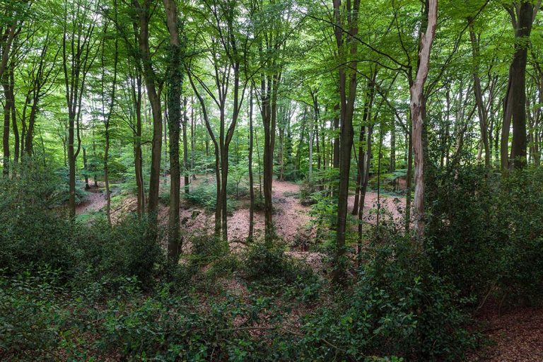 Ulla Anne Giesen Fotografie – Dokumentarfotografie Raum Nordrhein-Westfalen – Bereich Baumlandschaft - Abbildung: BERGISCHES LAND Wald in Odenthal