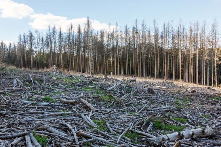 Ulla Anne Giesen Fotografie – Dokumentarfotografie Raum Nordrhein-Westfalen – Bereich Baumlandschaft - Abbildung: BERGISCHES LAND Wiehl, Naturschutzgebiet Immerkopf