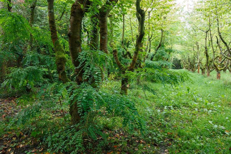Ulla Anne Giesen Fotografie – Dokumentarfotografie Raum Nordrhein-Westfalen – Bereich Baumlandschaft - Abbildung: RHEIN-ERFT-KREIS Brühl, Hainbuchen Sammenplantage