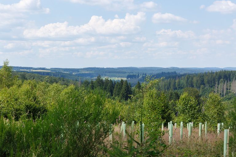 Ulla Anne Giesen Fotografie – Dokumentarfotografie Raum Nordrhein-Westfalen – Bereich Arbeit - Abbildung: SÜDWESTFALEN Nepthen, Rothaarsteig, eventueller Nationalpark, Neuanpflanzung, Fernblick