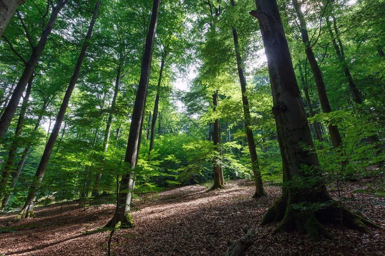 Ulla Anne Giesen Fotografie – Dokumentarfotografie Raum Nordrhein-Westfalen – Bereich Baumlandschaft - Abbildung: BERGISCHES LAND Reichhof Eckenhagen, Naturschutzgebiet Puhlbruch