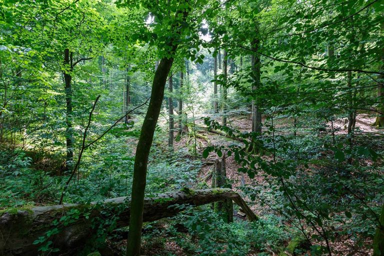 Ulla Anne Giesen Fotografie – Dokumentarfotografie Raum Nordrhein-Westfalen – Bereich Baumlandschaft - Abbildung: BERGISCHES LAND Reichhof Eckenhagen, Naturschutzgebiet Puhlbruch