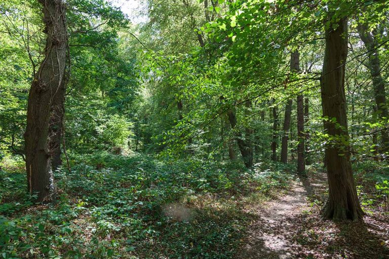 Ulla Anne Giesen Fotografie – Dokumentarfotografie Raum Nordrhein-Westfalen – Bereich Baumlandschaft - Abbildung: RHEIN-ERFT-KREIS Kerpen, NSG Steinheide