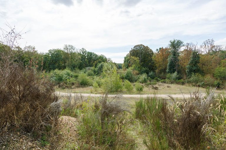 Ulla Anne Giesen Fotografie – Dokumentarfotografie Raum Nordrhein-Westfalen – Bereich Baumlandschaft - Abbildung: RHEIN-ERFT-KREIS Kerpen, Hambacher Forst, Braunkohletagebau
