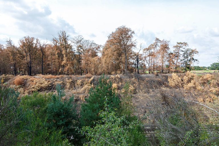 Ulla Anne Giesen Fotografie – Dokumentarfotografie Raum Nordrhein-Westfalen – Bereich Baumlandschaft - Abbildung: EIFEL Merzenicher Erbwald, neues Wildnisgebiet, Hambacher Forst