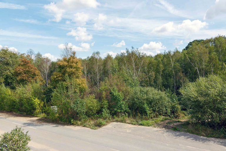 Ulla Anne Giesen Fotografie – Dokumentarfotografie Raum Nordrhein-Westfalen – Bereich Baumlandschaft - Abbildung: EIFEL Merzenicher Erbwald, neues Wildnisgebiet, Hambacher Forst