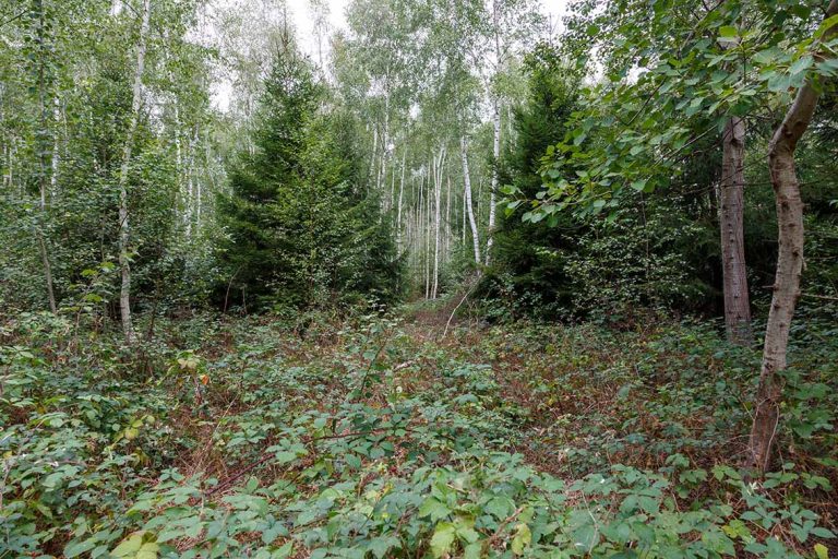 Ulla Anne Giesen Fotografie – Dokumentarfotografie Raum Nordrhein-Westfalen – Bereich Baumlandschaft - Abbildung: EIFEL Merzenicher Erbwald, neues Wildnisgebiet, Hambacher Forst