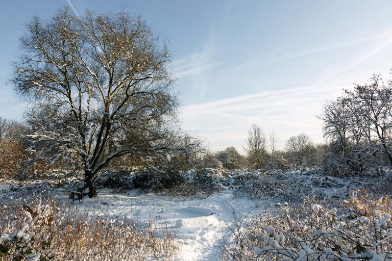 Ulla Anne Giesen Fotografie – Dokumentarfotografie Raum Nordrhein-Westfalen – Bereich Baumlandschaft - Abbildung: KÖLNER BUCHT Köln, Landschaftschutzgebiet Köln Süd,