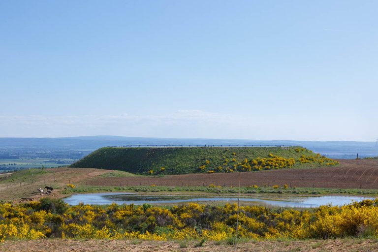 Ulla Anne Giesen Fotografie – Dokumentarfotografie Raum Nordrhein-Westfalen – Bereich Arbeit - Abbildung: EIFEL Sophienhöhe, Monte Sophia, renaturierter Tagebau Hambach, Goldene Aue, Wildpferde an See und Landschaft, aufgeschütteter Berg, Ginster