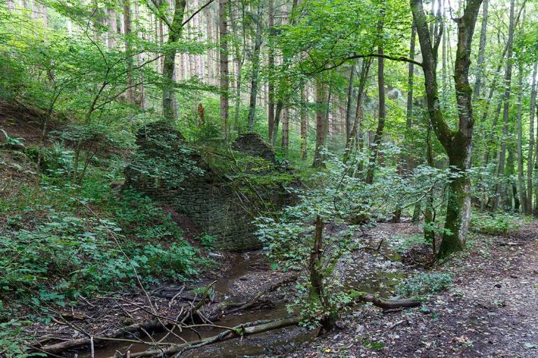 Ulla Anne Giesen Fotografie – Dokumentarfotografie Raum Nordrhein-Westfalen – Bereich Baumlandschaft - Abbildung: EIFEL Nationalpark