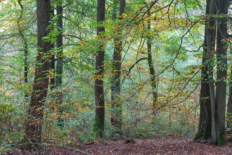 Ulla Anne Giesen Fotografie – Dokumentarfotografie Raum Nordrhein-Westfalen – Bereich Baumlandschaft - Abbildung: EIFEL Nationalpark