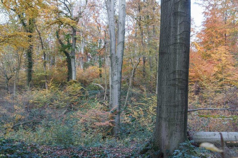 Ulla Anne Giesen Fotografie – Dokumentarfotografie Raum Nordrhein-Westfalen – Bereich Baumlandschaft - Abbildung: RHEIN-ERFT-KREIS Brühl, Altwald Ville, Naturschutzgebiet