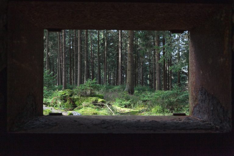 Ulla Anne Giesen Fotografie – Dokumentarfotografie Raum Nordrhein-Westfalen – Bereich Baumlandschaft - Abbildung: EIFEL Hürtgenwald, Bunker, Blick in Fichtenwald