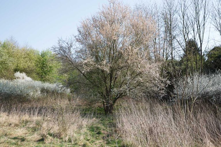 Ulla Anne Giesen Fotografie – Dokumentarfotografie Raum Nordrhein-Westfalen – Bereich Baumlandschaft - Abbildung: KÖLNER BUCHT Köln, Grüngürtel, Natur- und Landschaftsschutzgebiet